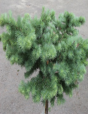 JAPANINLEHTIKUUSI BLUE DWARF - Muut havukasvit - 2020128600003 - 1