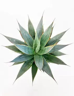 AGAVE 'SHAKA ZULU' - Kaktukset, mehikasvit ja tyräkit - 24520973 - 1