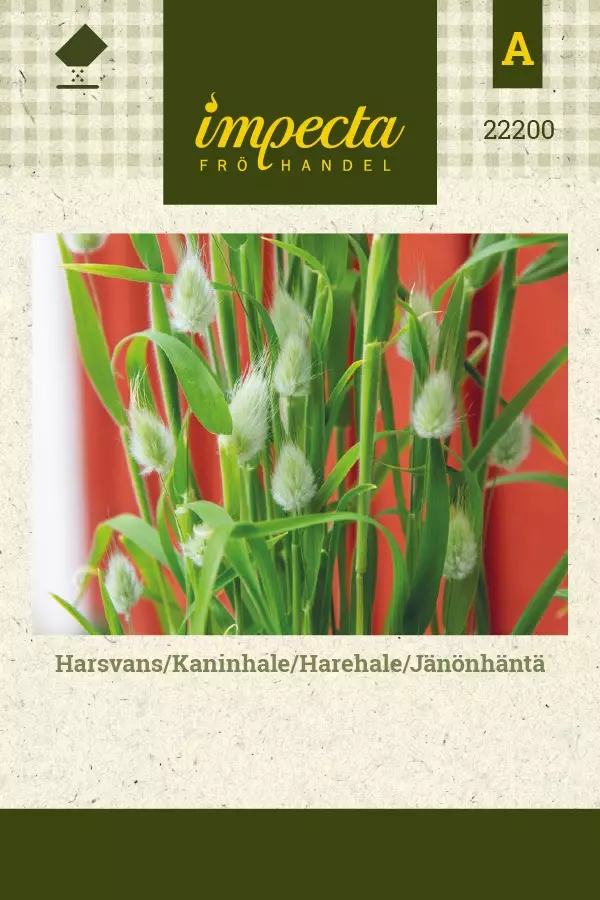 JÄNÖNHÄNTÄ - Muut kesäkukkien siemenet - 7332756222003 - 1