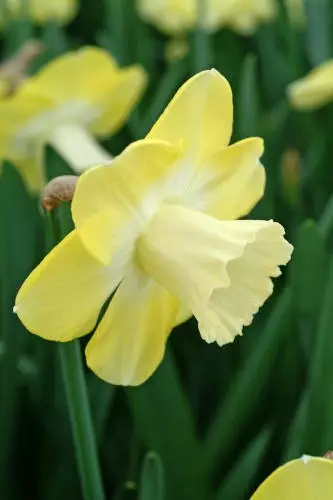 NARSISSI AVALON 5 KPL/PSS - Narsissin sipulit - 8711148236283 - 1