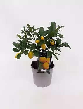 "MINISITRUUNA" - Muut viherkasvit - 8712044057293 - 1