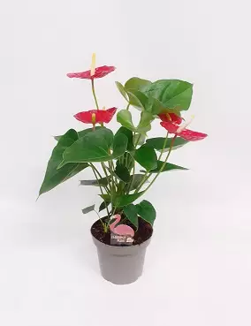 ANDRENFLAMINGONKUKKA ARISA RED 14 CM - Kukkivat viherkasvit - 8712044416113 - 1