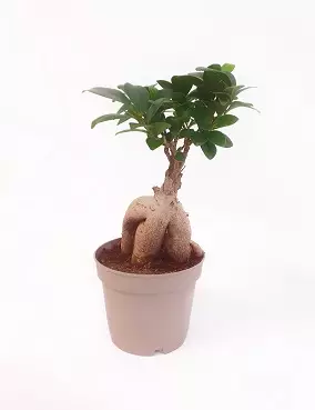 VARJOVIIKUNA GINSENG - Fiikukset - 8713469224123 - 1