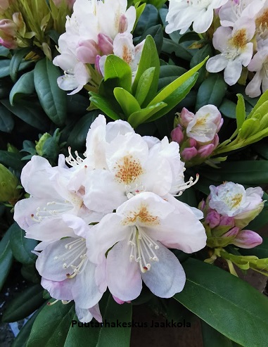 ALPPIRUUSU PERNILLA - Alppiruusut - 2012054300003 - 1