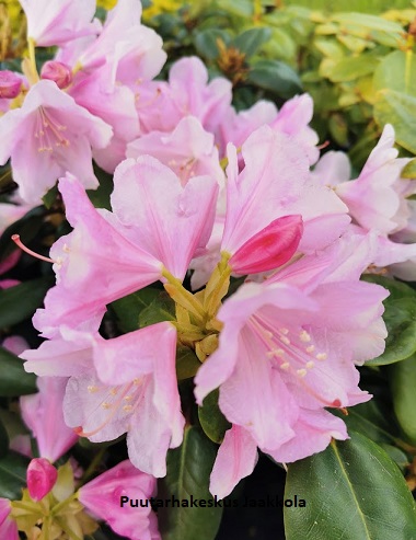 ALPPIRUUSU TIUKU - Alppiruusut - 2006289400003 - 1