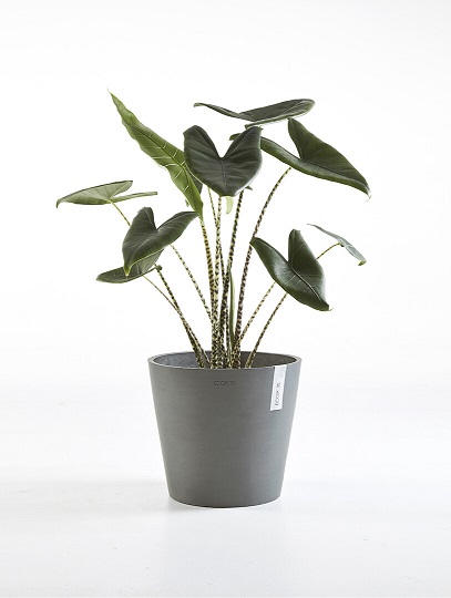 AMSTERDAM RUUKKU HARMAA 30 CM - Muoviruukut - 5411942740933 - 1