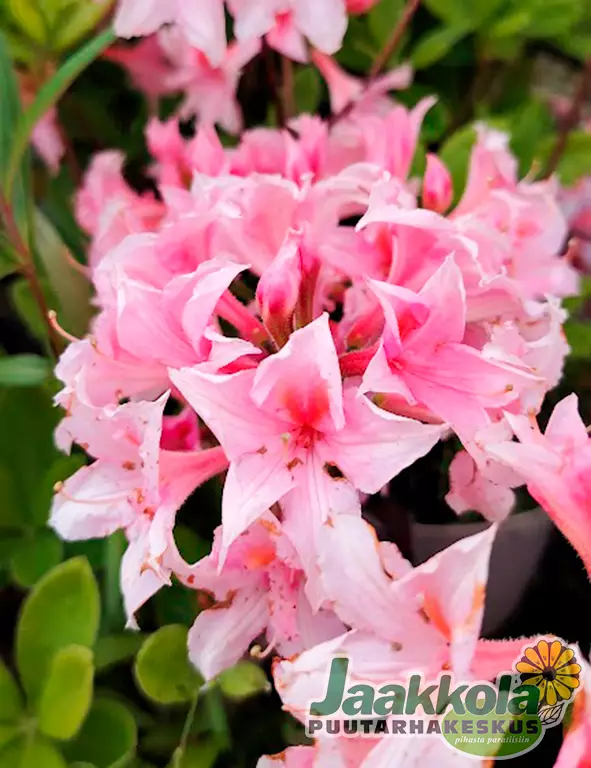 ATSALEA RUUSUSEN UNI - Atsaleat - 2005951500003 - 2