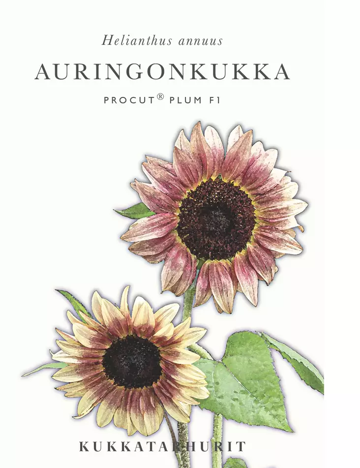 AURINGONKUKKA PROCUT ® PLUM F1 - Auringonkukan siemenet - 6430081120023 - 1