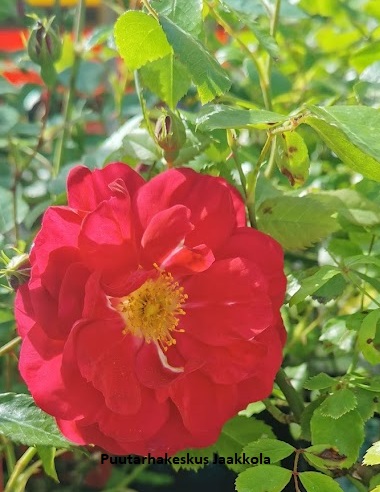 HENRY KELSEY KÖYNNÖSRUUSU - Köynnösruusut - 2013212600003 - 1