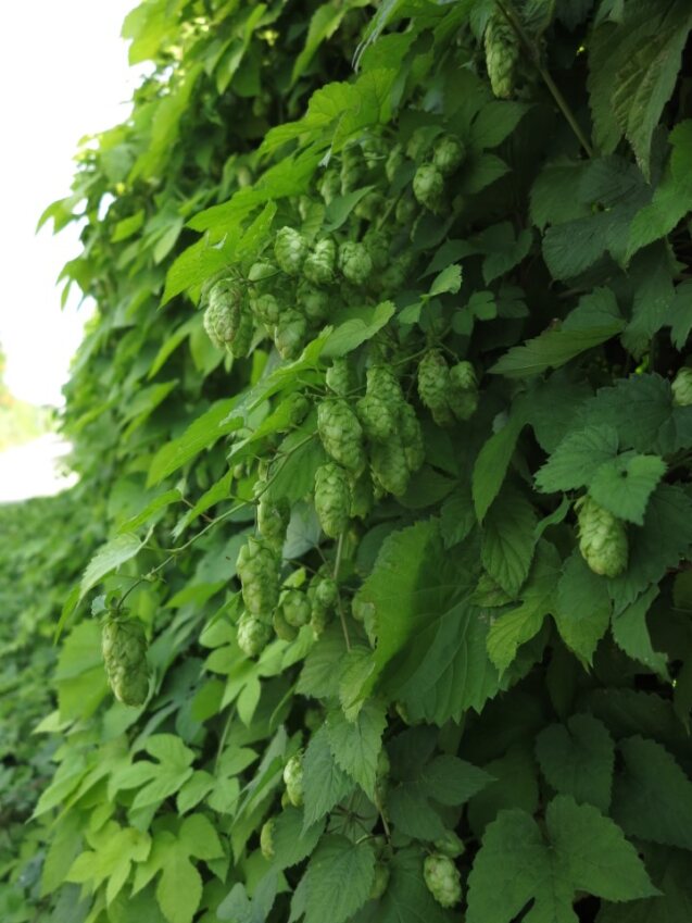 HUMALA - Muut köynnökset - 2012173100003 - 1