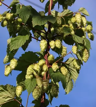 HUMALA TORPPARI - Muut köynnökset - 2095681000003 - 1