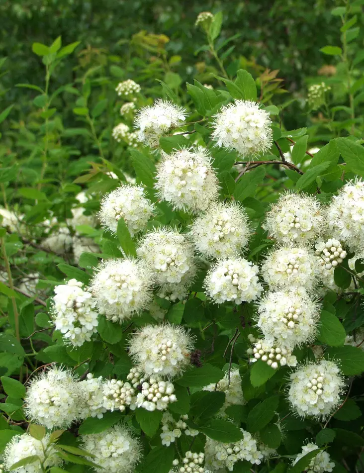 IDÄNVIRPIANGERVO - Angervot - 2000173000003 - 1