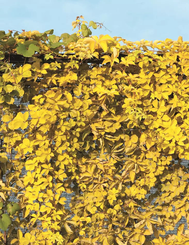 IMUKÄRHIVILLIVIINI YELLOW WALL - Muut köynnökset - 2410222030873 - 1