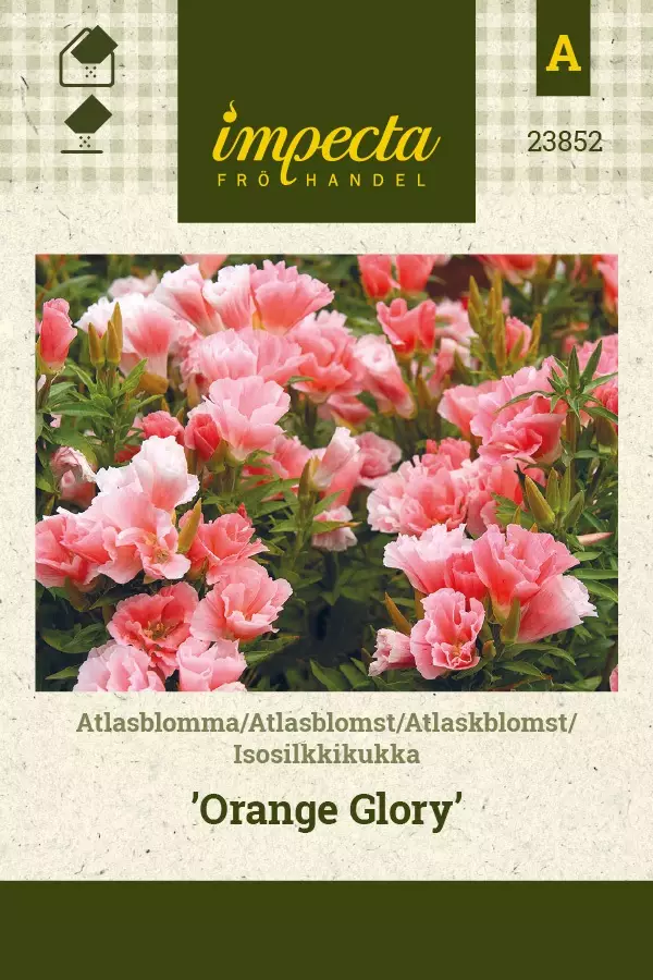 ISOSILKKIKUKKA ORANGE GLORY - Muut kesäkukkien siemenet - 7332756238523 - 1