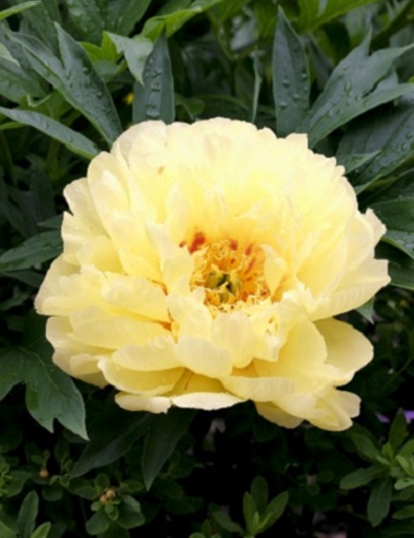 ITOH-PENSASPIONI BARTZELLA - Pionit - 2021618100003 - 1