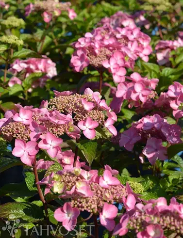 JALOHORTENSIA POP STAR - Hortensiat - 2034535700003 - 1