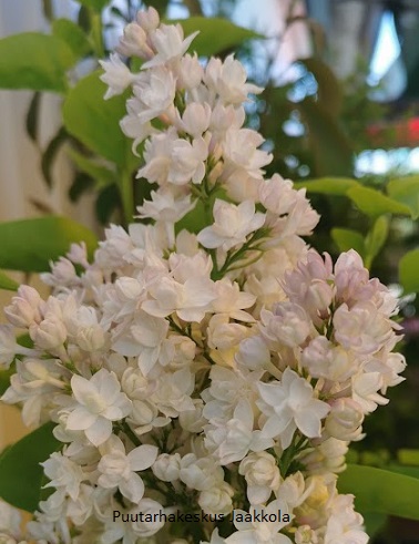 JALOSYREENI MOSKOVAN KAUNOTAR rungollinen - Muut lehtipuut - 2020272600003 - 1