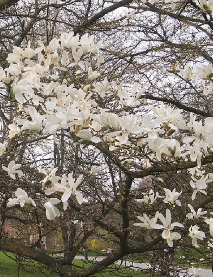 JAPANINMAGNOLIA 150-200 - Magnoliat - 2030253400003 - 1