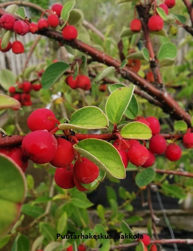 KALLIOTUHKAPENSAS rungollinen - Muut lehtipuut - 2007900500003 - 1