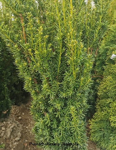 KARTIOMARJAKUUSI HILLII - Muut havukasvit - 10306103 - 1