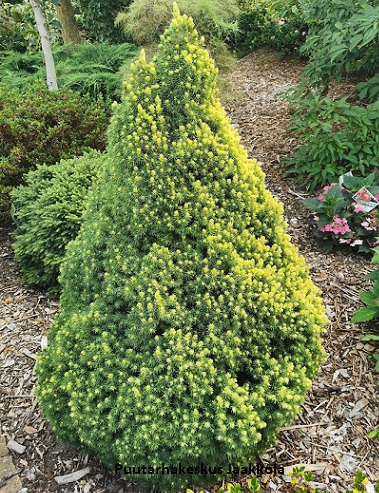 KARTIOVALKOKUUSI RAINBOW'S END - Kuuset - 2016566900003 - 1