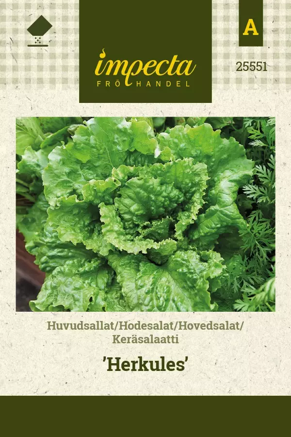KERÄSALAATTI HERKULES - Salaatin siemenet - 7332756255513 - 1