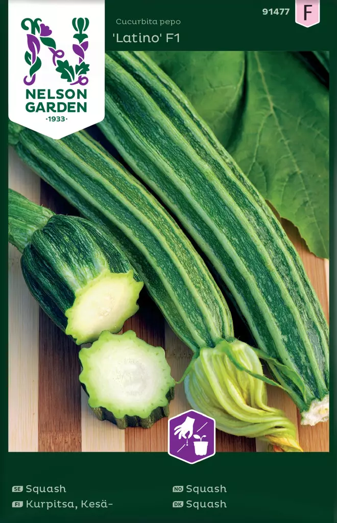 KESÄKURPITSA LATINO F1 - Kurpitsan siemenet - 7312600914773 - 2