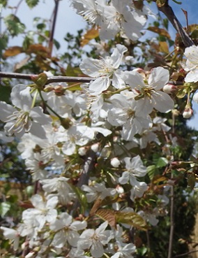 KIRSIKKAPUU LENINGRADIN MUSTA - Kirsikkapuut - 2014014500003 - 1