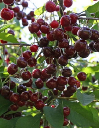 KIRSIKKAPUU NOVELLA - Kirsikkapuut - 2030021500003 - 1