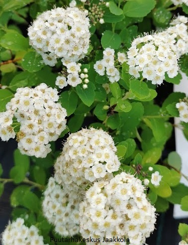 KOIVUANGERVO TOR - Angervot - 2000172700003 - 1