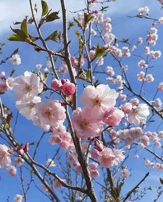 KORISTEKIRSIKKA KEVÄTSUUDELMA - Koristekirsikat - 2001044200003 - 1