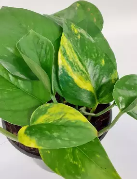 KULTAKÖYNNÖS AUREUM - Kultaköynnökset ja hopeaköynnökset - 2000013300003 - 1