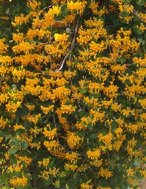 KULTAKÖYNNÖSKUUSAMA - Muut köynnökset - 2061055200003 - 1