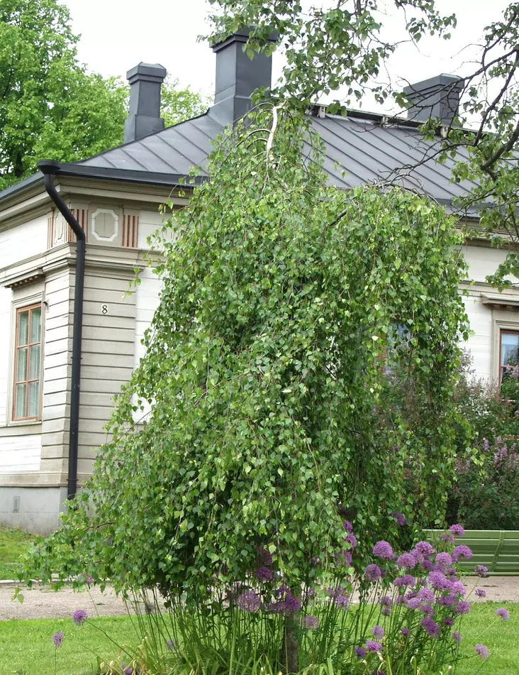 KYYNELKOIVU - Koivut - 2030052500003 - 1