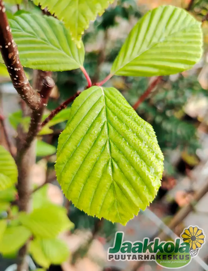 LAAVAPIHLAJA - Pihlajat - 2001417600003 - 1