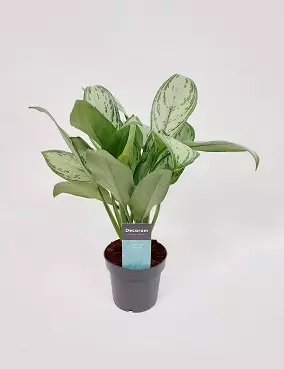 LAIKKUVEHKA MARIA CHRISTINA - Vehkat - 2001408000003 - 1