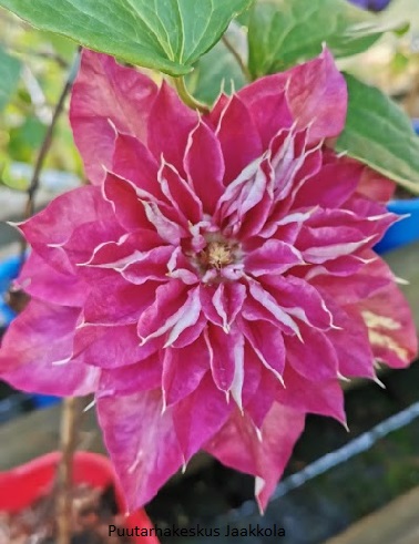 LOISTOKÄRHÖ MY DARLING - Kärhöt - 2007499800003 - 1