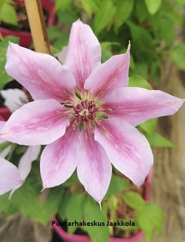 LOISTOKÄRHÖ NELLY MOSER - Kärhöt - 2012143400003 - 1