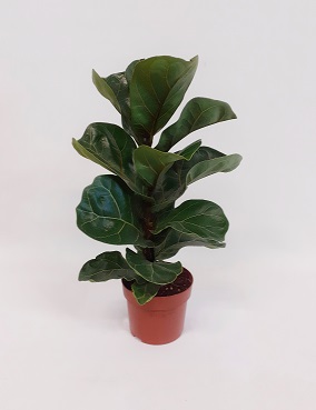 LYYRAVIIKUNA BAMBINO - Fiikukset - 2036692300003 - 1