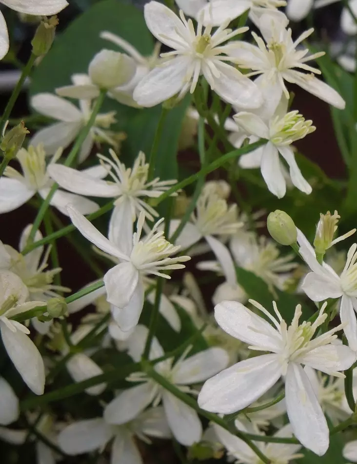 MANTSURIANKÄRHÖ - Kärhöt - 2020022500003 - 1