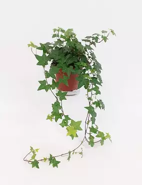 MURATTI PITTSBURGH 13 CM RUUKKU - Muut viherkasvit - 2062587900003 - 1