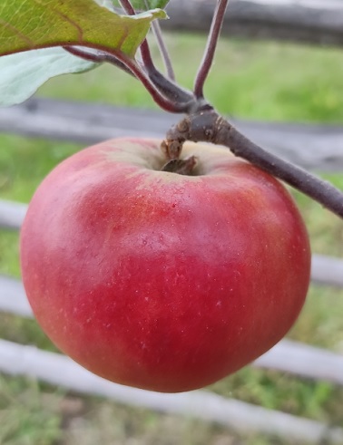 OMENAPUU PUNAKANELI - Omenapuut - 2013191200003 - 1