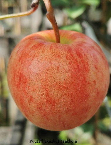 OMENAPUU SOKERIMIRON - Omenapuut - 2013196700003 - 1