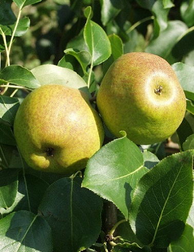 PÄÄRYNÄPUU OLGA - Päärynäpuut - 2042120600003 - 1