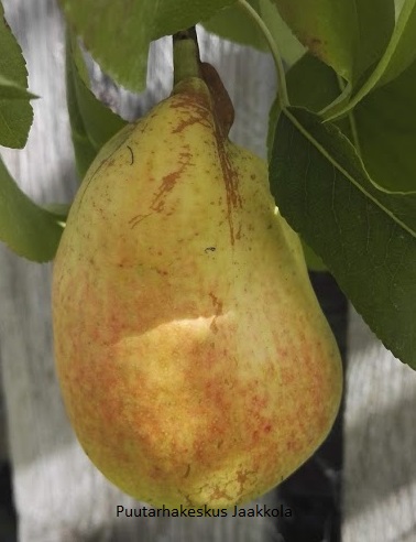 PÄÄRYNÄPUU PEPI - Päärynäpuut - 2020316700003 - 1