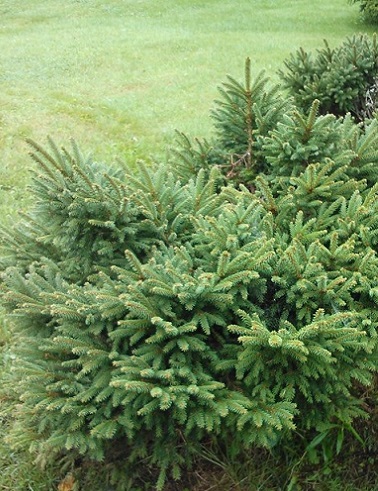 PALLOKUUSI SAMPON PALLO - Kuuset - 2001742700003 - 1