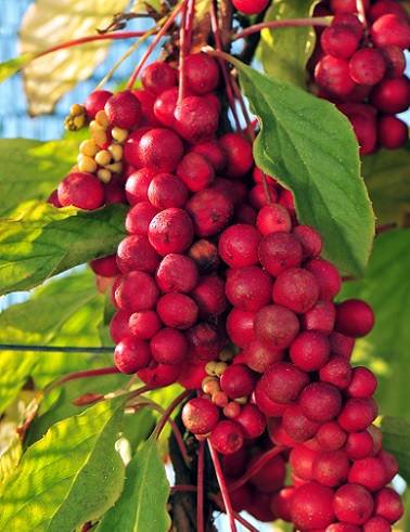 PALSAMIKÖYNNÖS - Muut köynnökset - 2002529300003 - 1