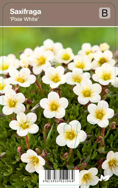 PATJARIKKO PIXIE WHITE - Muut perennat - 2030219600003 - 1