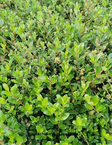 PEITTOPAJU - Pajut - 2053020500003 - 1