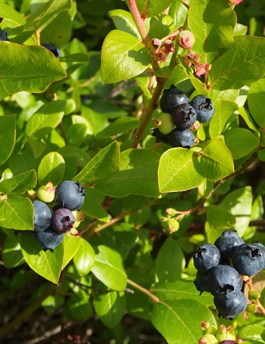 PENSASMUSTIKKA ALVAR - Pensasmustikat - 2002016000003 - 1